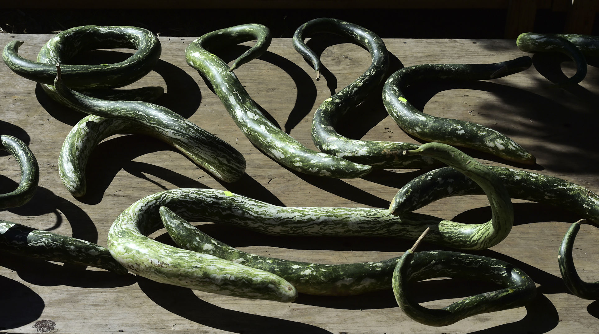 Gourds 1.jpg